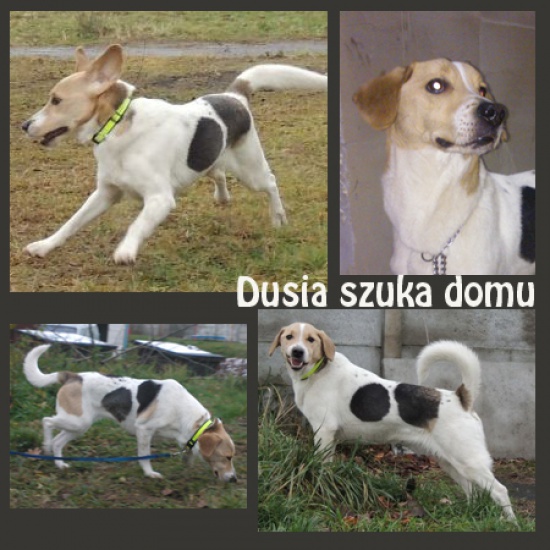 Urocza DUSIA szuka dobrego domu